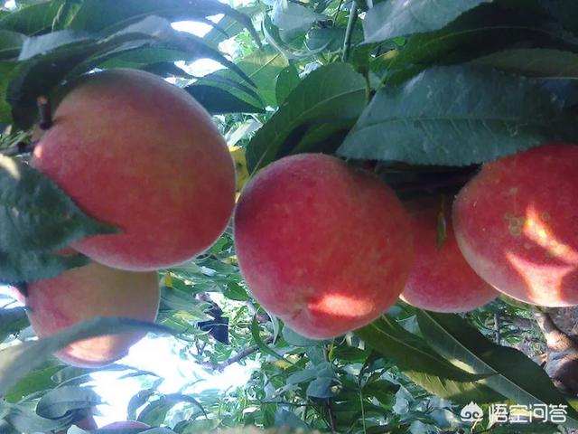 桃树的最新品种有哪些strong/p/p
p黄金蜜一号桃介绍
/strong？哪个品种最有市场前景？