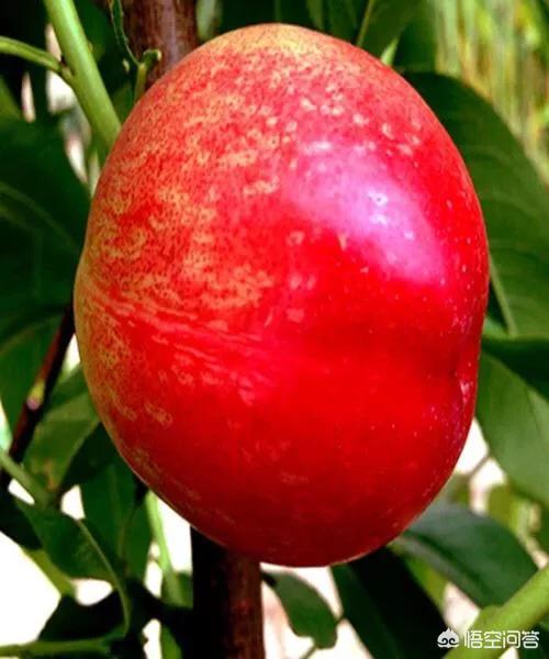 桃树的最新品种有哪些strong/p/p
p黄金蜜一号桃介绍
/strong？哪个品种最有市场前景？