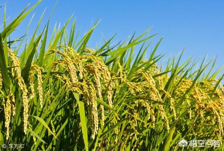 有哪些高品质的水稻品种可以推荐strong/p/p
p黄金晴特点
/strong？