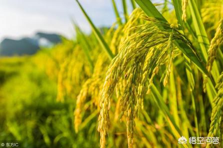 有哪些高品质的水稻品种可以推荐strong/p/p
p黄金晴特点
/strong？