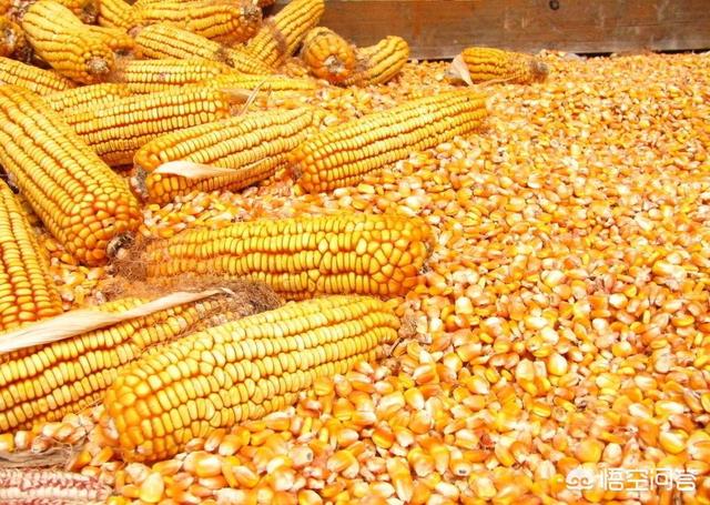 玉米价格加速增长strong/p/p
p玉米的黄金
/strong，价格“黄金期”要到了吗？后市的价格变化要大涨吗？