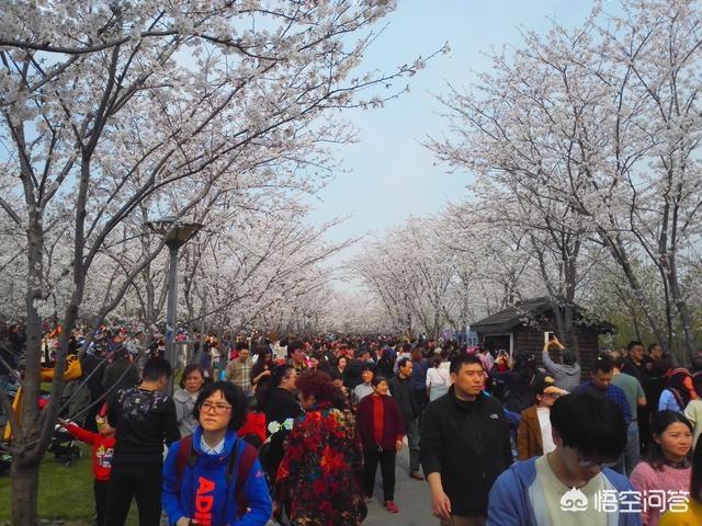 3月23日去无锡strong/p/p
p白银公园樱花开了吗
/strong，樱花开了吗？